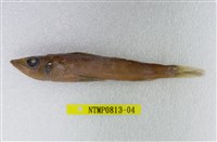 藏品(黑緣青眼魚)的圖片